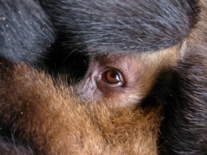 Baby Capuchin Monkey
